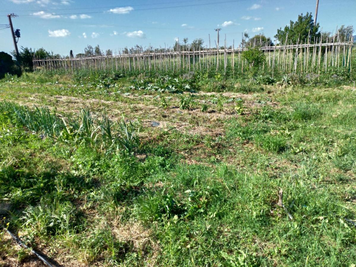 Casa Daria, Armonia Del Passato Nel Rispetto Della Natura Donoratico Extérieur photo